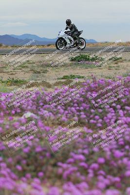 media/Jan-14-2023-SoCal Trackdays (Sat) [[497694156f]]/Turn 14 Exit Bloomig (145pm)/